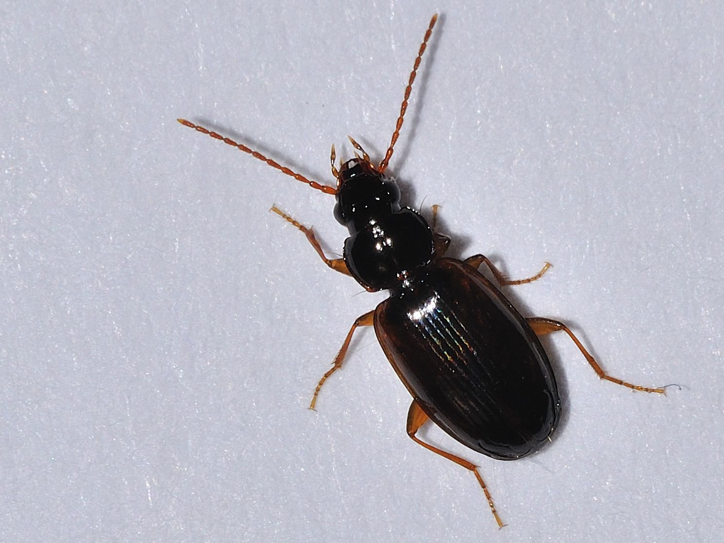 ID Coleoptera: Trechus quadristriatus